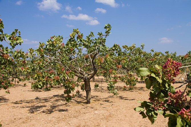 Organic Pistachio Orchard Tour - Key Points