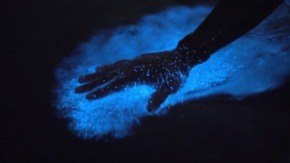 Orlando: Bioluminescence Kayak and Swim Adventure - Key Points