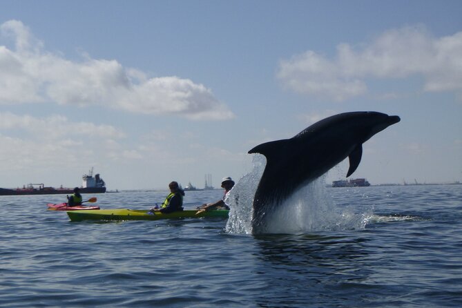 Pelican Point Kayaking Half-Day Tour - Key Points