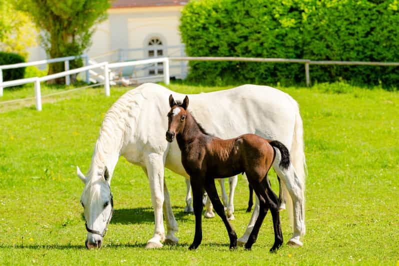 Piber: Lipizzan Stud Guided Tour - Key Points