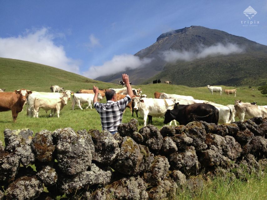 Pico Day Tour: Get to Know Pico Island With a Local Guide - Key Points