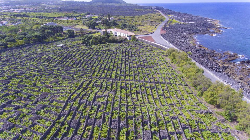 Pico Island: Full Day Wine Culture Tour - Key Points