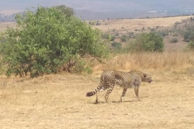 Pilanesberg and Sun City Tour - Included Experiences