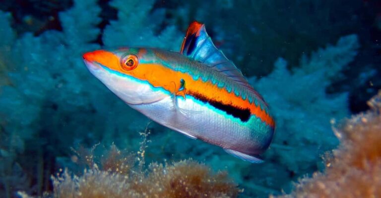 Port De Sóller: Snorkeling Tour With Professional Guide Tour Overview