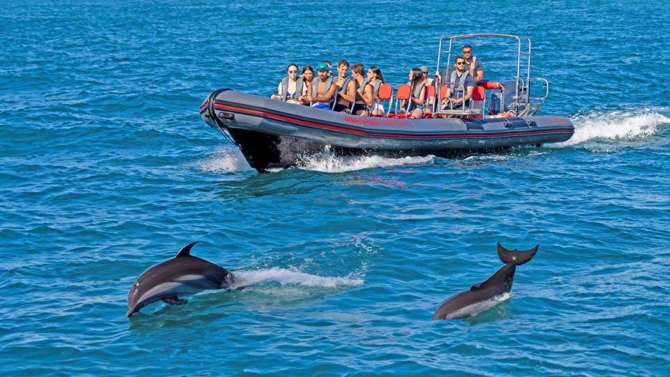 Portimão: Dolphin Watching Tour With Marine Biologist - Key Points