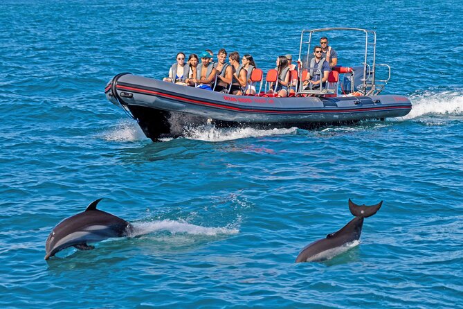 Portimão Dolphin Watching With Marine Biologist - Key Points