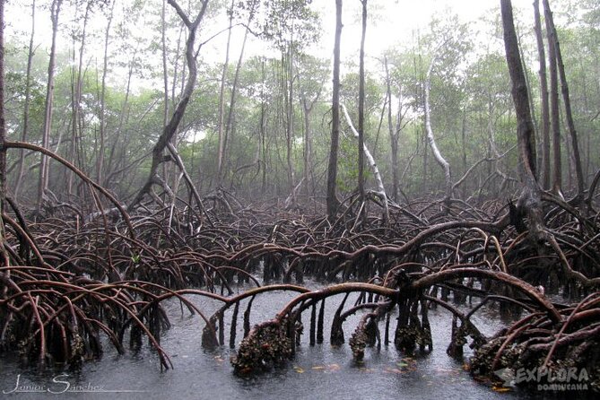 Private Boat Nature Tour of Los Haitises National Park - Whats Included