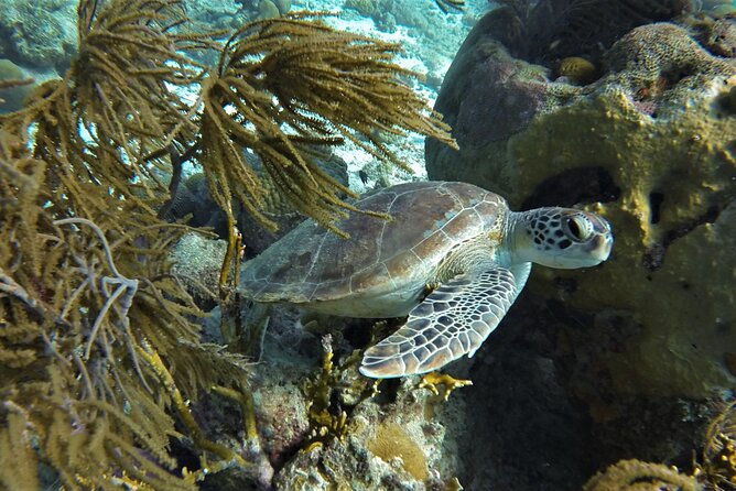 Private Boat Snorkel Tour To Klein Bonaire Inclusions