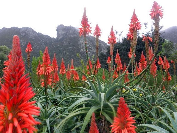 Private Cape Peninsula + Kirstenbosch Garden Full Day Guided Tour - Key Points