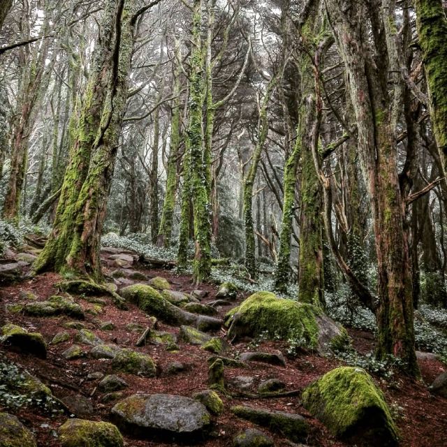 Private Evening Walk: Sintra Mountains Inbetween Wolves - Key Points