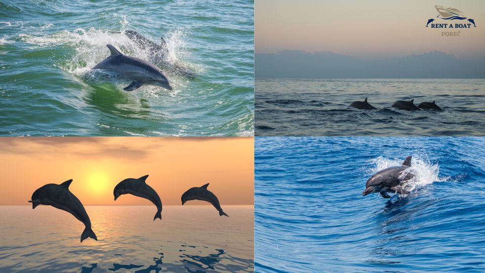 Private Family Dolphin Tour in Poreč - Key Points