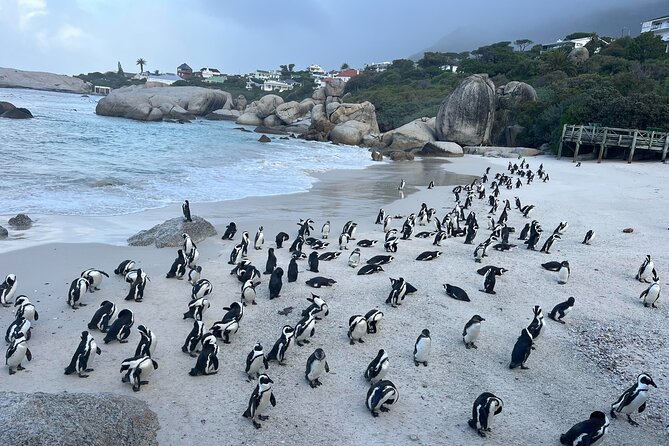 Private Guided Tour to Cape of Good Hope and Penguins Colony - Key Points