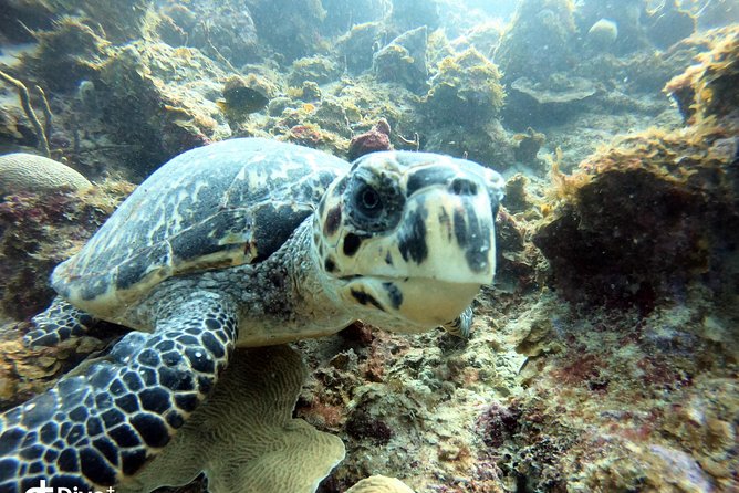 Private Half-Day Dive Trip in St Thomas Virgin Islands - Overview of the Dive Trip