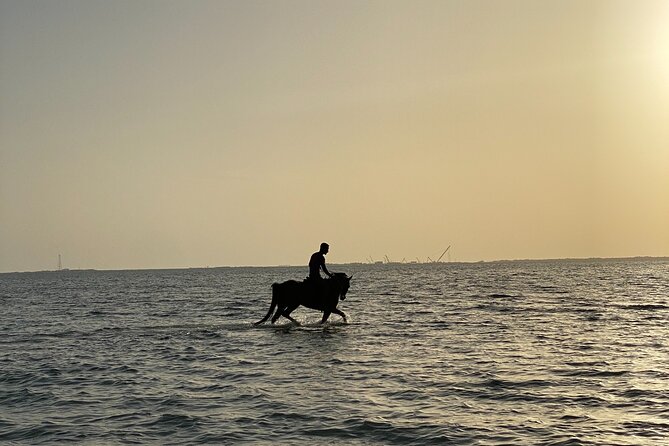 Private Horse Riding Experience at Red Sea - Key Points