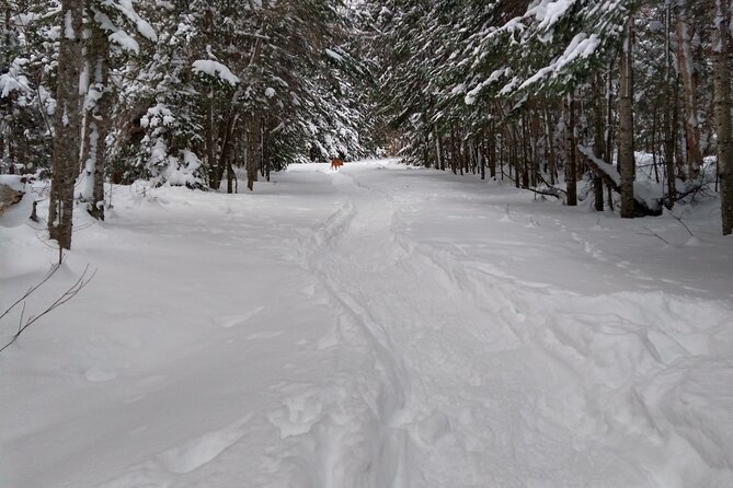 Private Horseshoe Valley Snowshoe/Crampons (Barrie/Moonstone) - Key Points