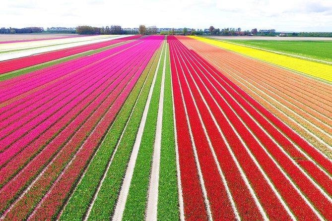 Private Keukenhof Tulip Fields Tour From Amsterdam - Key Points