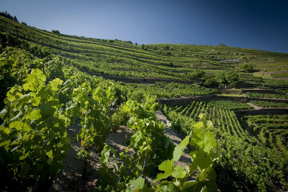 Private Luxury Wine & Food Tour in Douro - Key Points