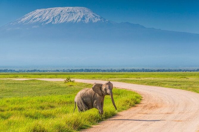 Private Safari Day-Tour in Amboseli National Park - Key Points