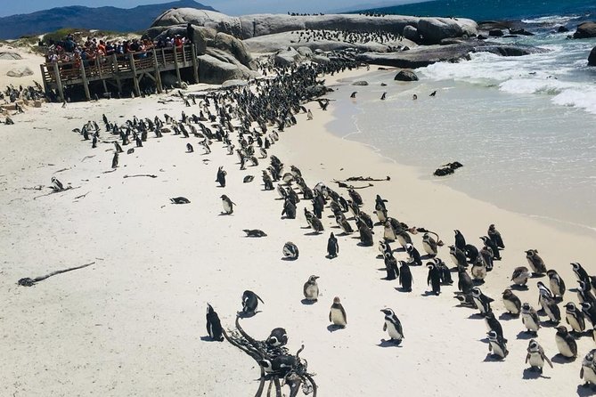 Private Tour Cape of Good Hope & Penguins Sightseeing Full Day - Itinerary Overview