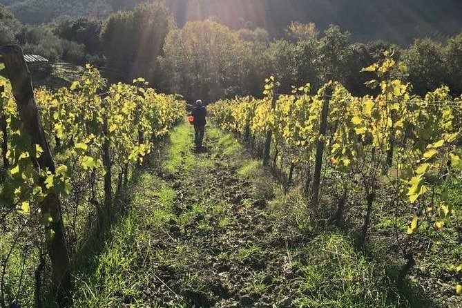 Private Tour of San Gimignano & Siena - Key Points