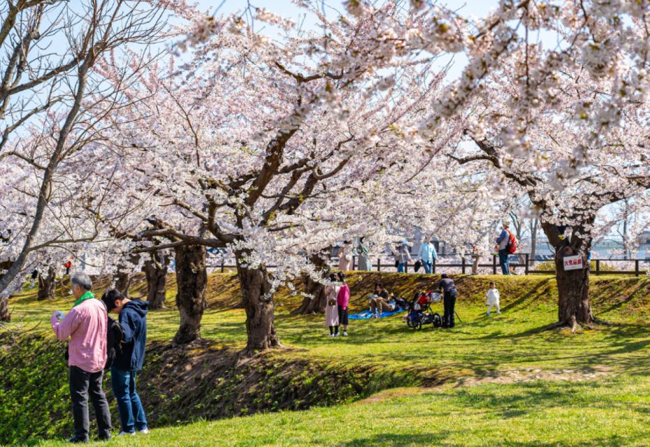 Private & Unique Nagasaki Cherry Blossom Sakura Experience - Key Points