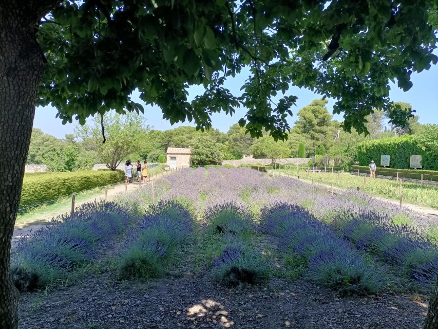 Provençal Elegance: Lavender, Olive Oil, and Wine Odyssey - Key Points