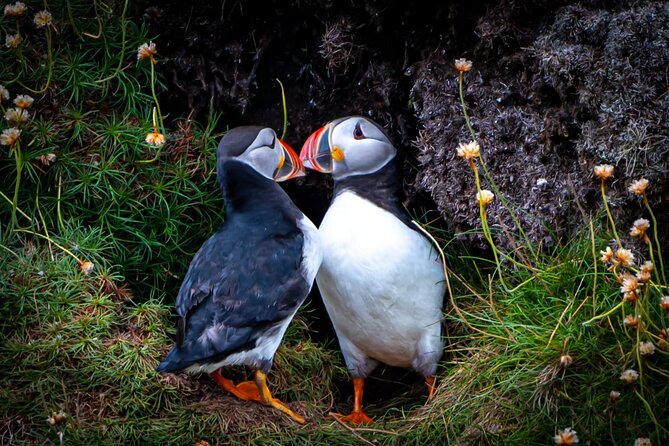 Puffin Tour - Key Points