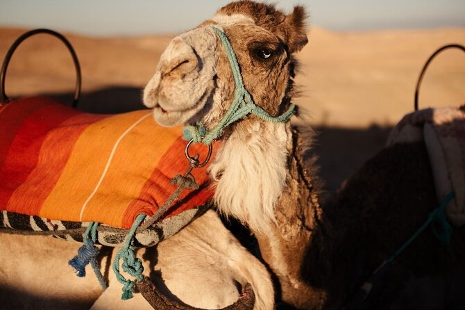 Quad and Dromedary at the Palmeraie of Marrakech With Transport - Key Points