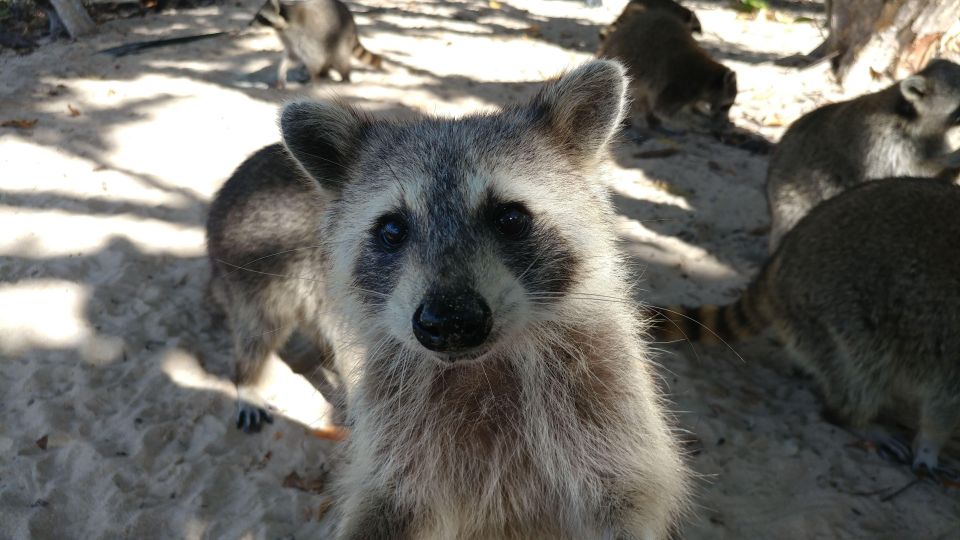 Raccoon Island: Exploration on SUP/Kayak - Key Points