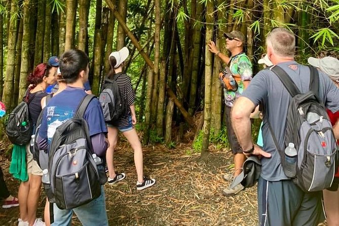 Rainforest Evening/night Nature Walk (twilight Rainforest Tour) Key Points