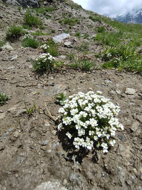 RARE PLANTS IN AOSTA VALLEY - Key Points