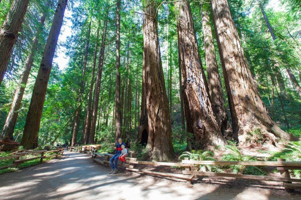 Redwood Retreat: Tour to Muir Woods From San Francisco - Key Points