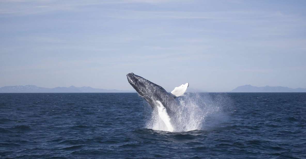 Reykjavik: 3-Hour Whale Watching Tour - Key Points