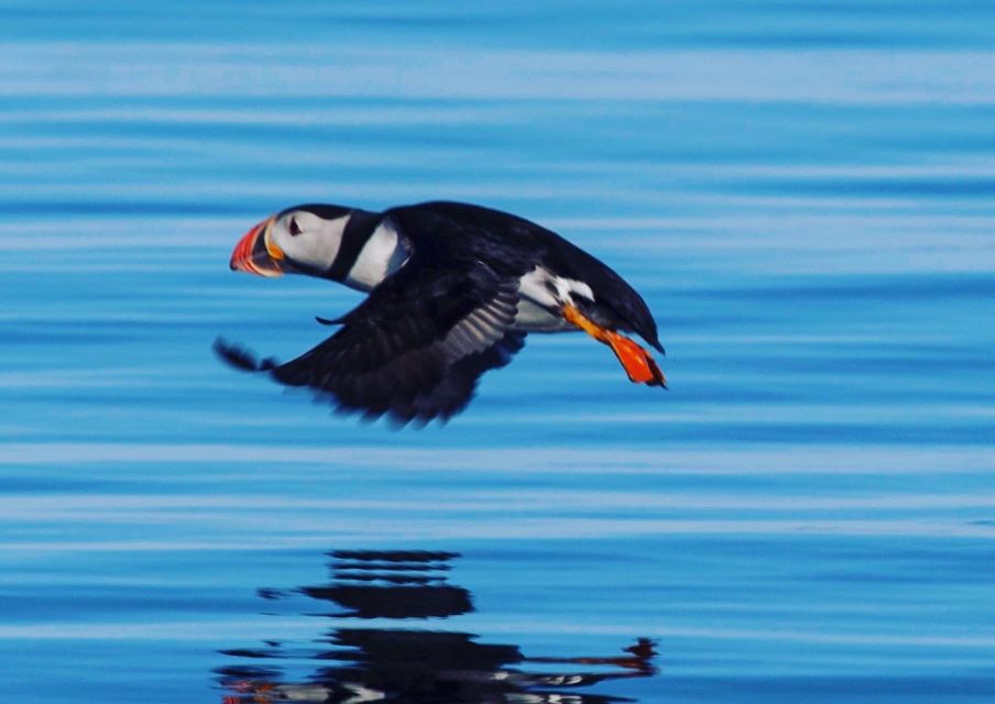 Reykjavik: Puffin Watching Tour by RIB Speedboat - Key Points