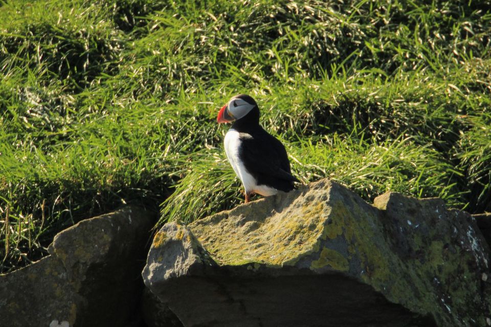 Reykjavik Puffin Watching Tour - Key Points