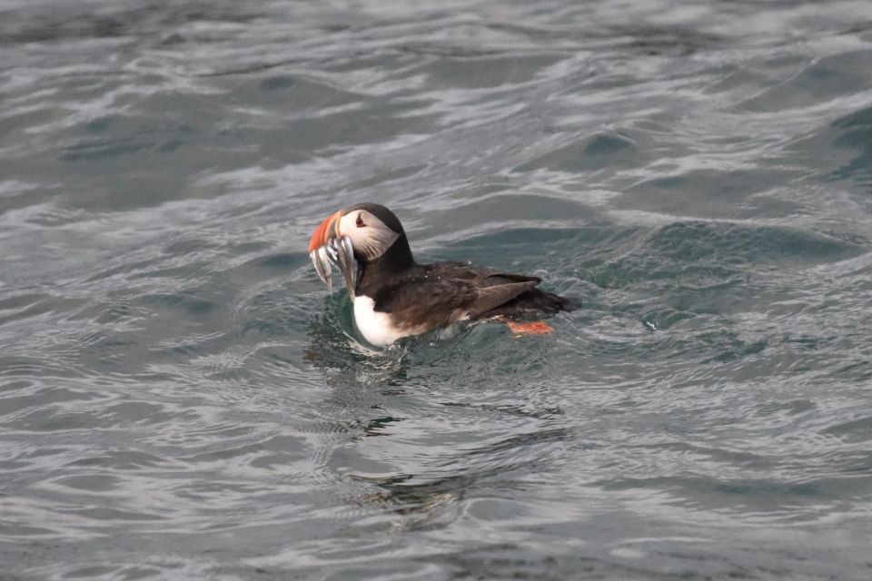 Reykjavik: RIB Speed-Boat Puffin Watching Tour - Key Points