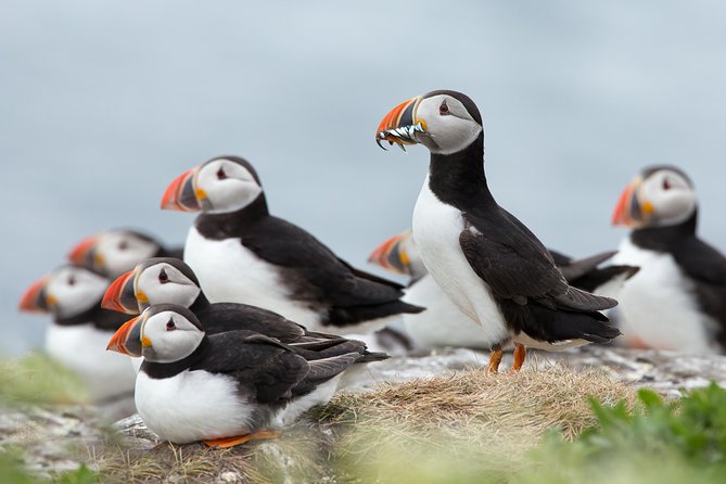 Reykjavik Shore Excursion: Puffin Sightseeing Cruise - Key Points