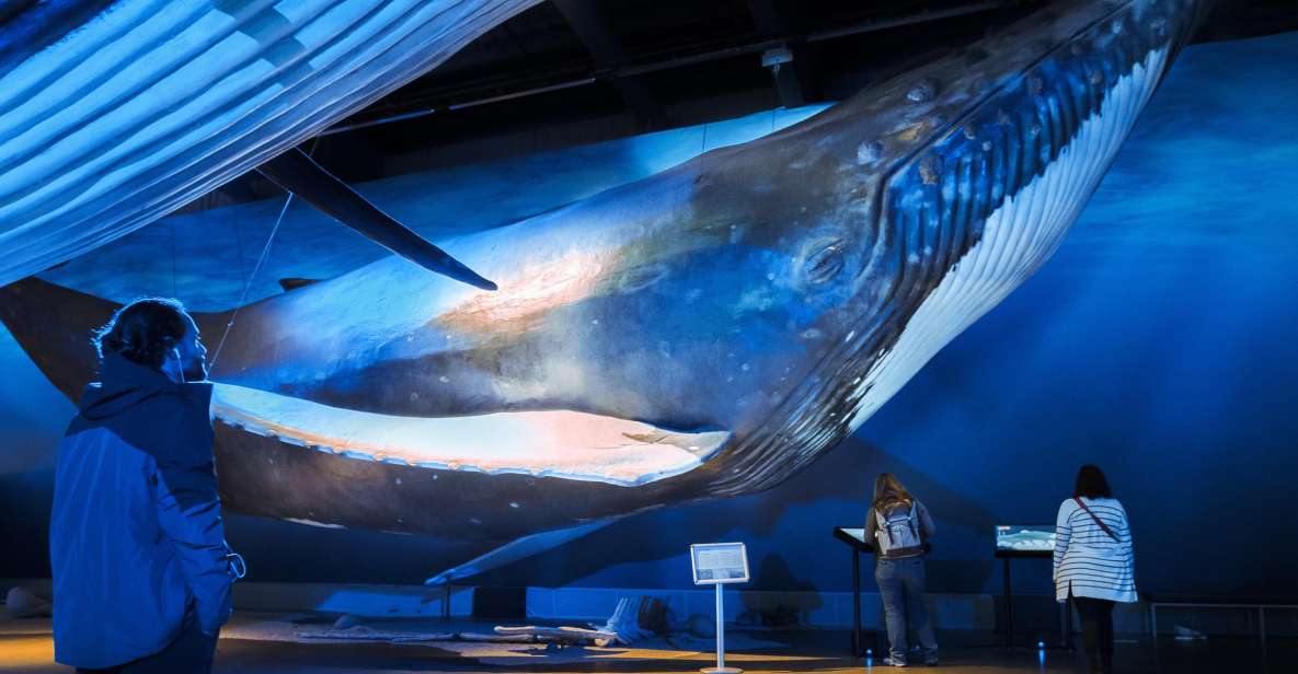 Reykjavik: Whale Watching Tour, Whales of Iceland Exhibition - Key Points