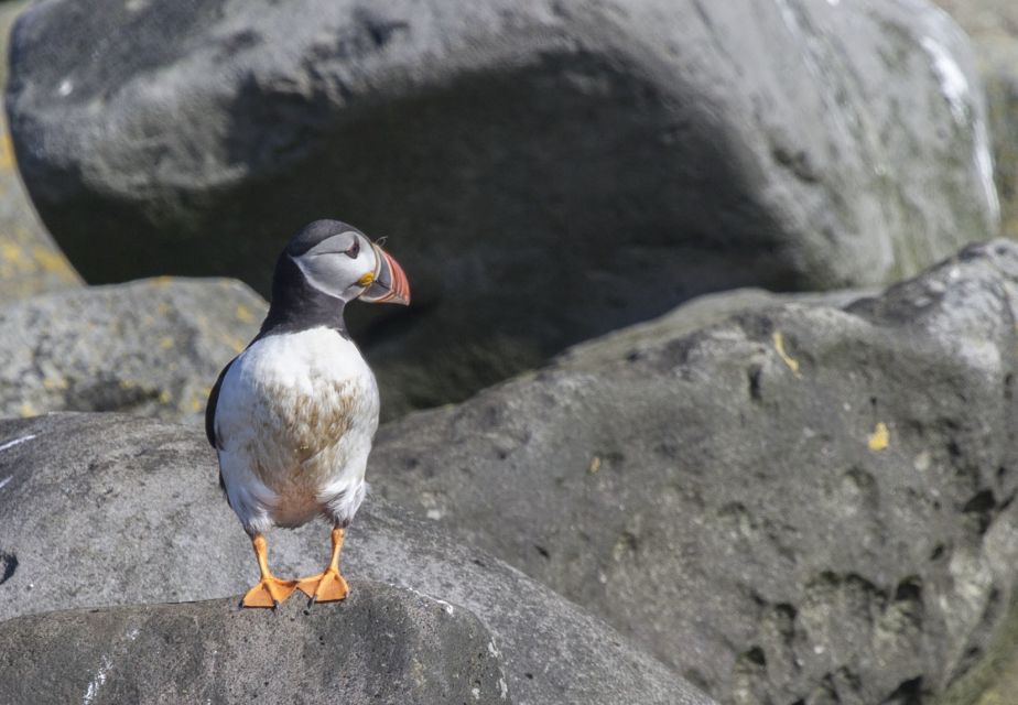 Reykjavik: Whales and Puffins Cruise Combo Tour - Key Points