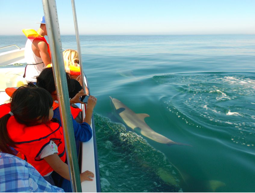 Ria Formosa: Dolphin-Watching Boat Tour - Key Points