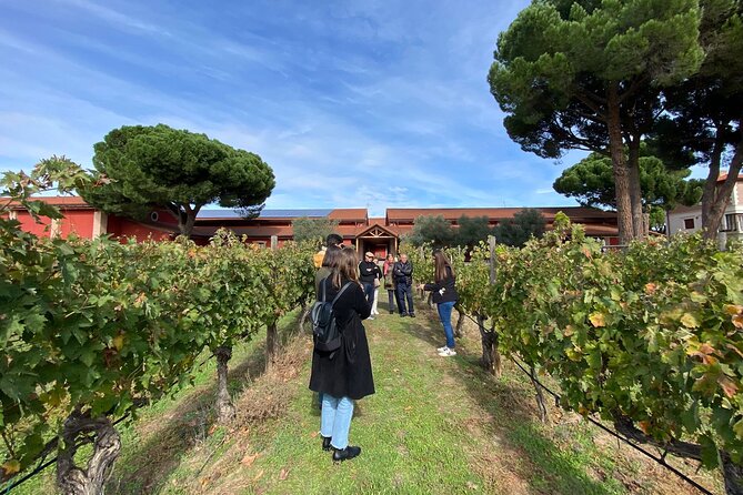 Ribera Del Duero 1 Day Wine Tour in English From Madrid - Key Points