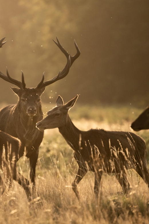 Richmond Park, London: Sunset Wildlife Photography Workshop - Key Points