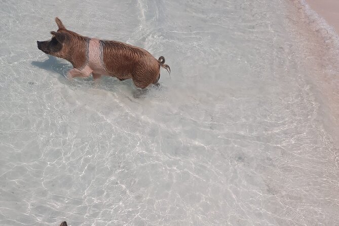 Rose Island Private Beach: Swimming With the Pigs - Inclusions and Amenities Offered