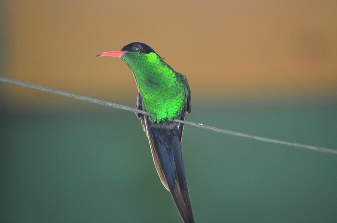 Roundtrip Shuttle Transportation to Rockland Bird Sanctuary From Montego Bay - Key Points