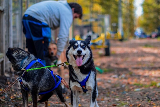 Rovaniemi: 6-10 Km Self-Driving Mushing Husky Safari Tour - Key Points