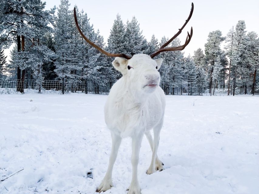 Rovaniemi: Reindeer Safari Tour & 2.5 Km Sled Ride - Key Points