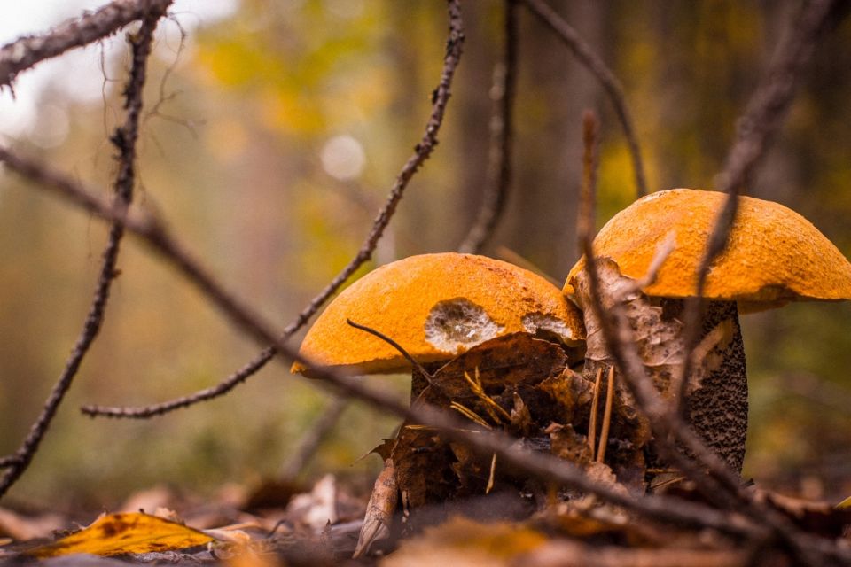 Rovaniemi: Wild Berries and Mushrooms Picking Tour - Key Points