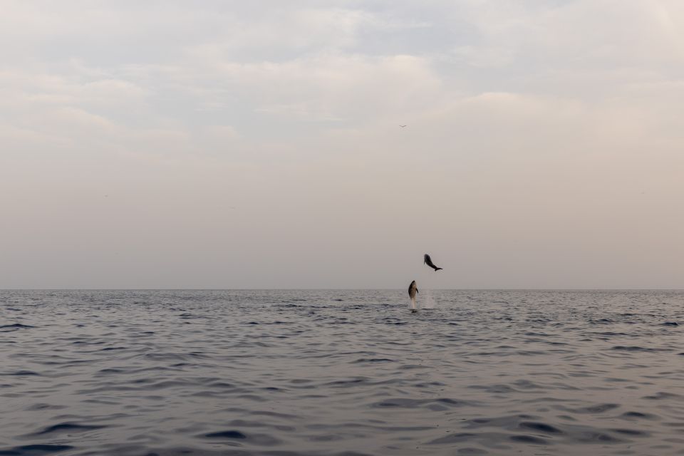 Rovinj: Dolphin Watching Sunset Speedboat Trip With Drinks - Key Points