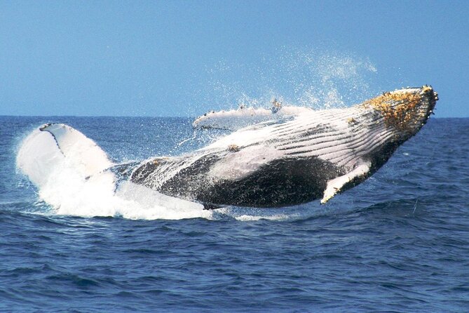 Samana Bay Whale Watching Full Day Tour With Lunch From Punta Cana - Tour Overview