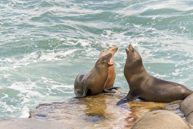 San Diego: Best of the Bay Harbor Sightseeing Cruise - Key Points